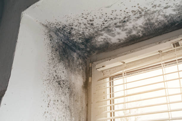 Affordable Commercial Mold Remediation solutions in Harrisburg, OR